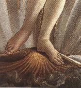 Sandro Botticelli The Birth of Venus (mk36) oil